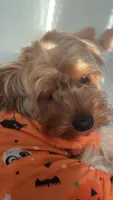 Santiago , a male Yorkshire Terrier for sale in Dayton, OH – Photo 2 of 5