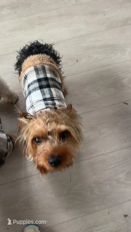 Santiago  – Yorkshire Terrier puppy for sale in Dayton, OH