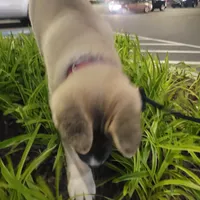 Marscapone, a female Akita for sale in Odenton, MD – 3 of 5