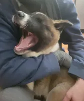 Jambalaya, a male Akita for sale in Odenton, MD – 1 of 4