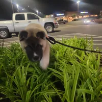 Marscapone, a female Akita for sale in Odenton, MD – 5 of 5