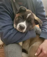 Jambalaya, a male Akita for sale in Odenton, MD – 3 of 4