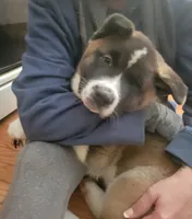 Jambalaya, a male Akita for sale in Odenton, MD – 2 of 4