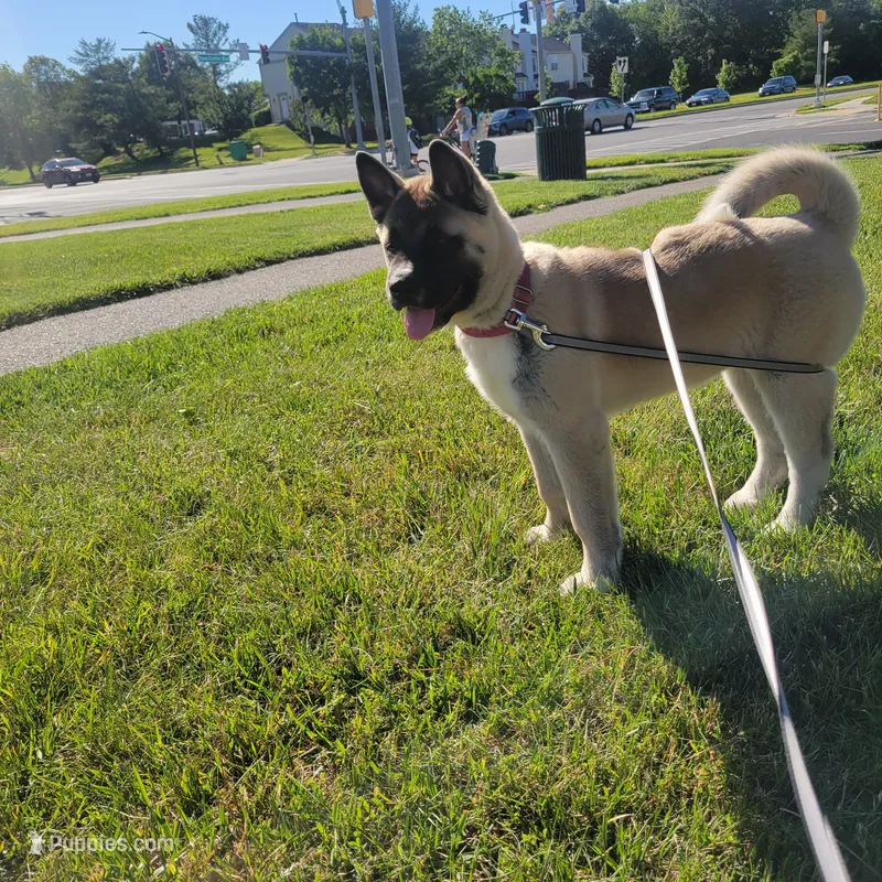Marscapone – Akita puppy for sale in Odenton, MD