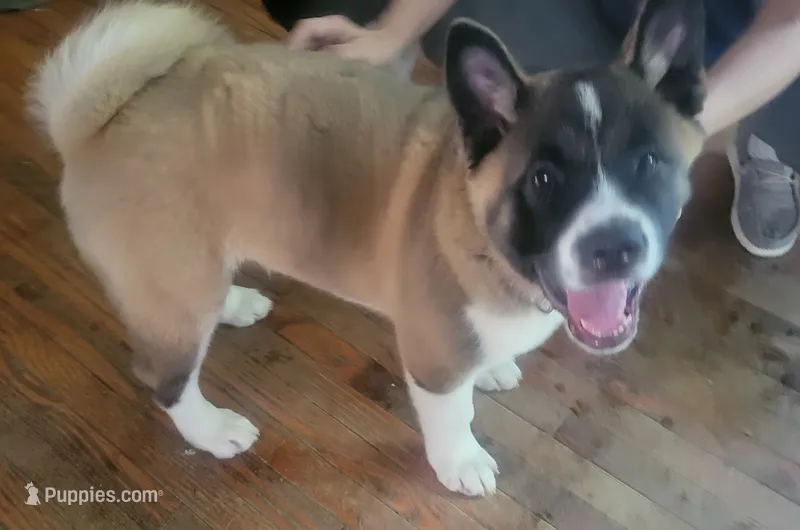 Jambalaya – Akita puppy for sale in Odenton, MD