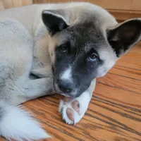Marscapone, a female Akita for sale in Odenton, MD – 4 of 5