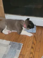 Jambalaya, a male Akita for sale in Odenton, MD – 4 of 4