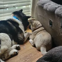 Marscapone, a female Akita for sale in Odenton, MD – 2 of 5