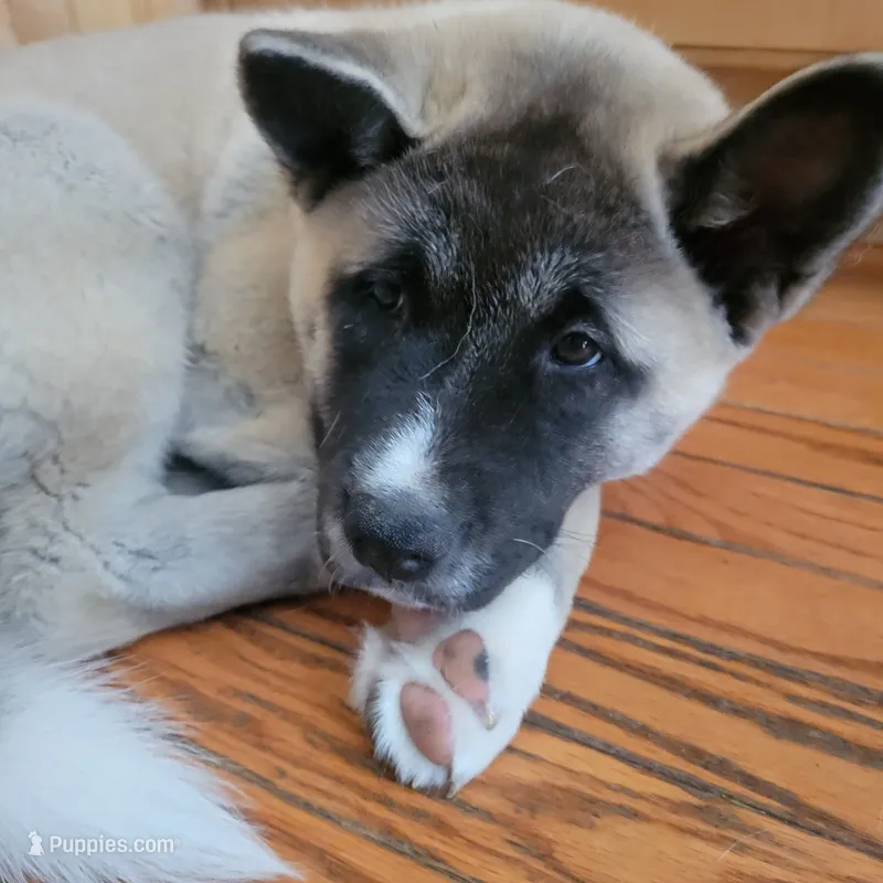 Marscapone – Akita puppy for sale in Odenton, MD
