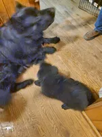 Zeus - Blue Collar, a male German Shepherd Dog for sale in Wallace, MI – 3 of 10