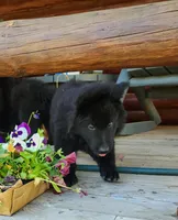 Ruger - Red Collar, a male German Shepherd Dog for sale in Wallace, MI – 9 of 10