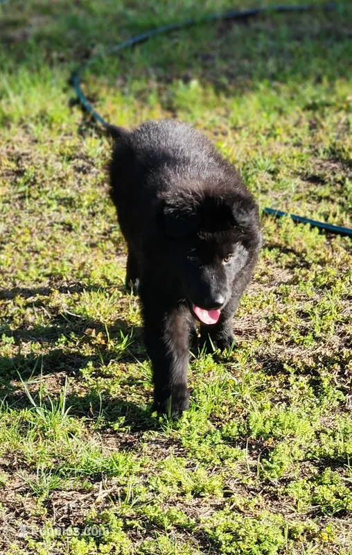 Zeus - Blue Collar – German Shepherd Dog puppy for sale in Wallace, MI