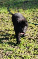 Zeus - Blue Collar, a male German Shepherd Dog for sale in Wallace, MI – 10 of 10