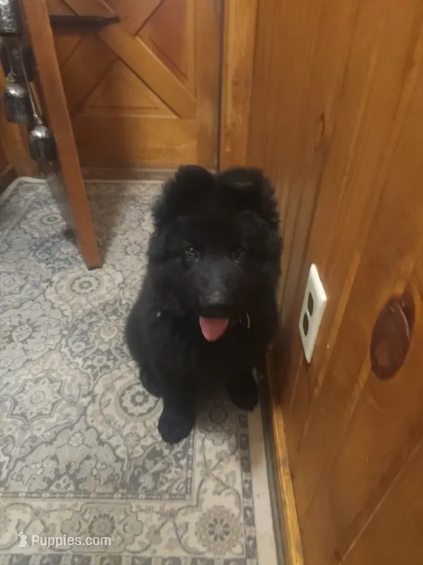Cheyenne - White/Purple Collar – German Shepherd Dog puppy for sale in Wallace, MI