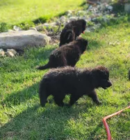 R.J. - Black Collar, a male German Shepherd Dog for sale in Wallace, MI – 9 of 10
