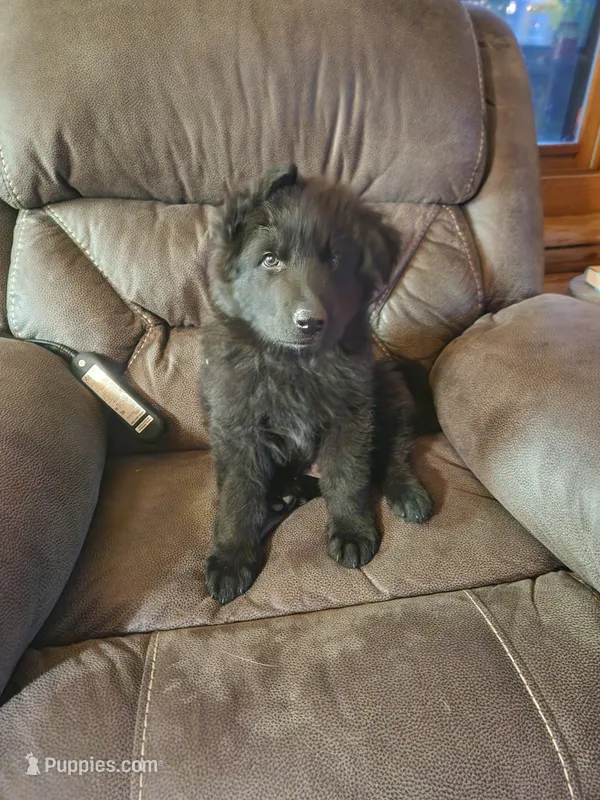 Red Collar – German Shepherd Dog puppy for sale in Wallace, MI