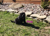 Pink Collar, a female German Shepherd Dog for sale in Wallace, MI – Photo 1 of 5