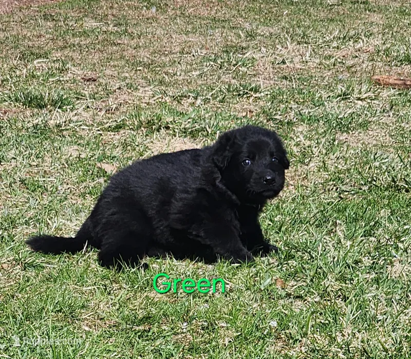 Green Collar – German Shepherd Dog puppy for sale in Wallace, MI