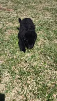 Green Collar, a male German Shepherd Dog for sale in Wallace, MI – Photo 3 of 3