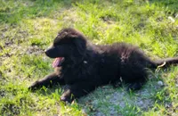 R.J. - Black Collar, a male German Shepherd Dog for sale in Wallace, MI – 8 of 10
