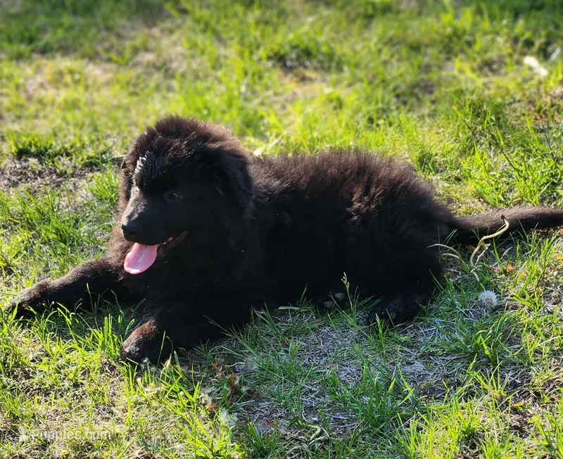 R.J. - Black Collar, a male German Shepherd Dog for sale in Wallace, MI – 1 of 10