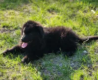 R.J. - Black Collar, a male German Shepherd Dog for sale in Wallace, MI – 1 of 10