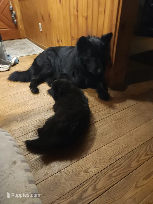 White/Purple Collar, a female German Shepherd Dog for sale in Wallace, MI – 1 of 9