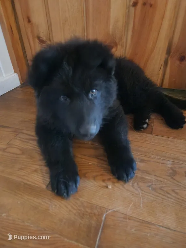 Cheyenne - White/Purple Collar – German Shepherd Dog puppy for sale in Wallace, MI