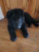 Maze (aka Mazikeen - Cheyenne), a female German Shepherd Dog for sale in Wallace, MI – 2 of 10