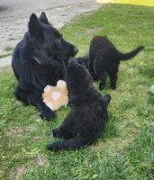 Cheyenne - White/Purple Collar, a female German Shepherd Dog for sale in Wallace, MI – 8 of 9