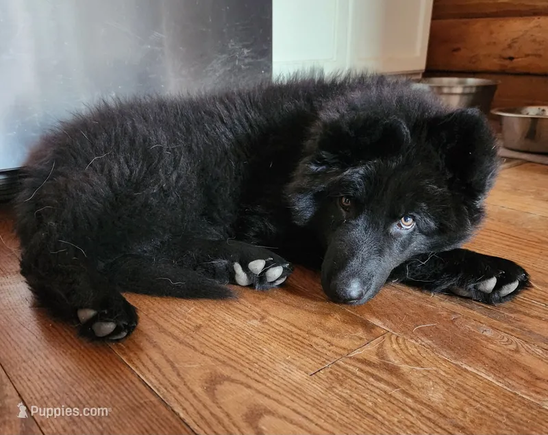 Cheyenne - White/Purple Collar – German Shepherd Dog puppy for sale in Wallace, MI