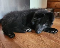 Maze (aka Mazikeen - Cheyenne), a female German Shepherd Dog for sale in Wallace, MI – 1 of 10