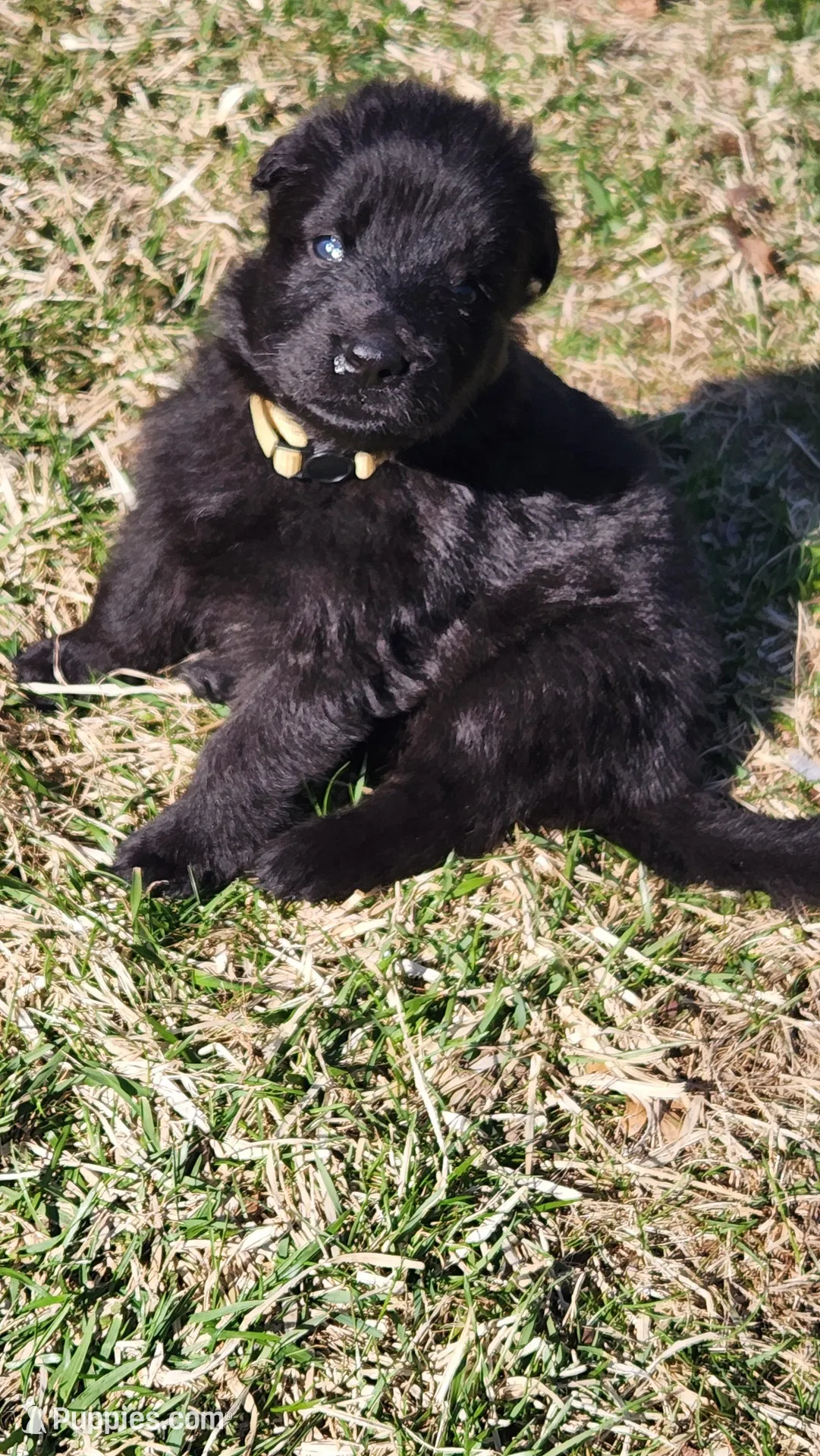 Yellow Collar, a male German Shepherd Dog for sale in Wallace, MI – Photo 1 of 5