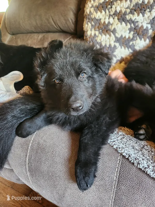 Red Collar – German Shepherd Dog puppy for sale in Wallace, MI