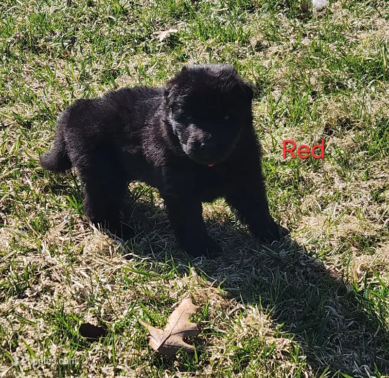 Red Collar – German Shepherd Dog puppy for sale in Wallace, MI