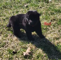Red Collar, a male German Shepherd Dog for sale in Wallace, MI – Photo 1 of 4