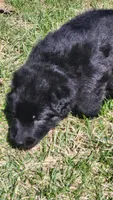 Red Collar, a male German Shepherd Dog for sale in Wallace, MI – Photo 4 of 4