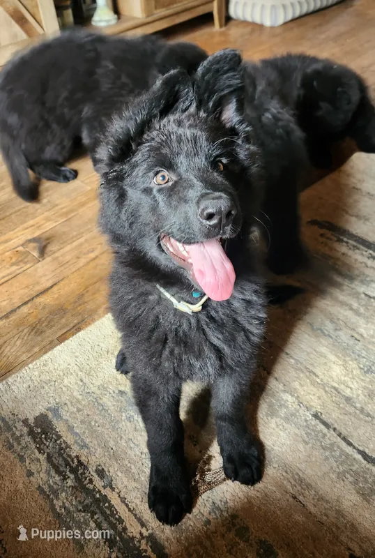 Zeus - Blue Collar – German Shepherd Dog puppy for sale in Wallace, MI