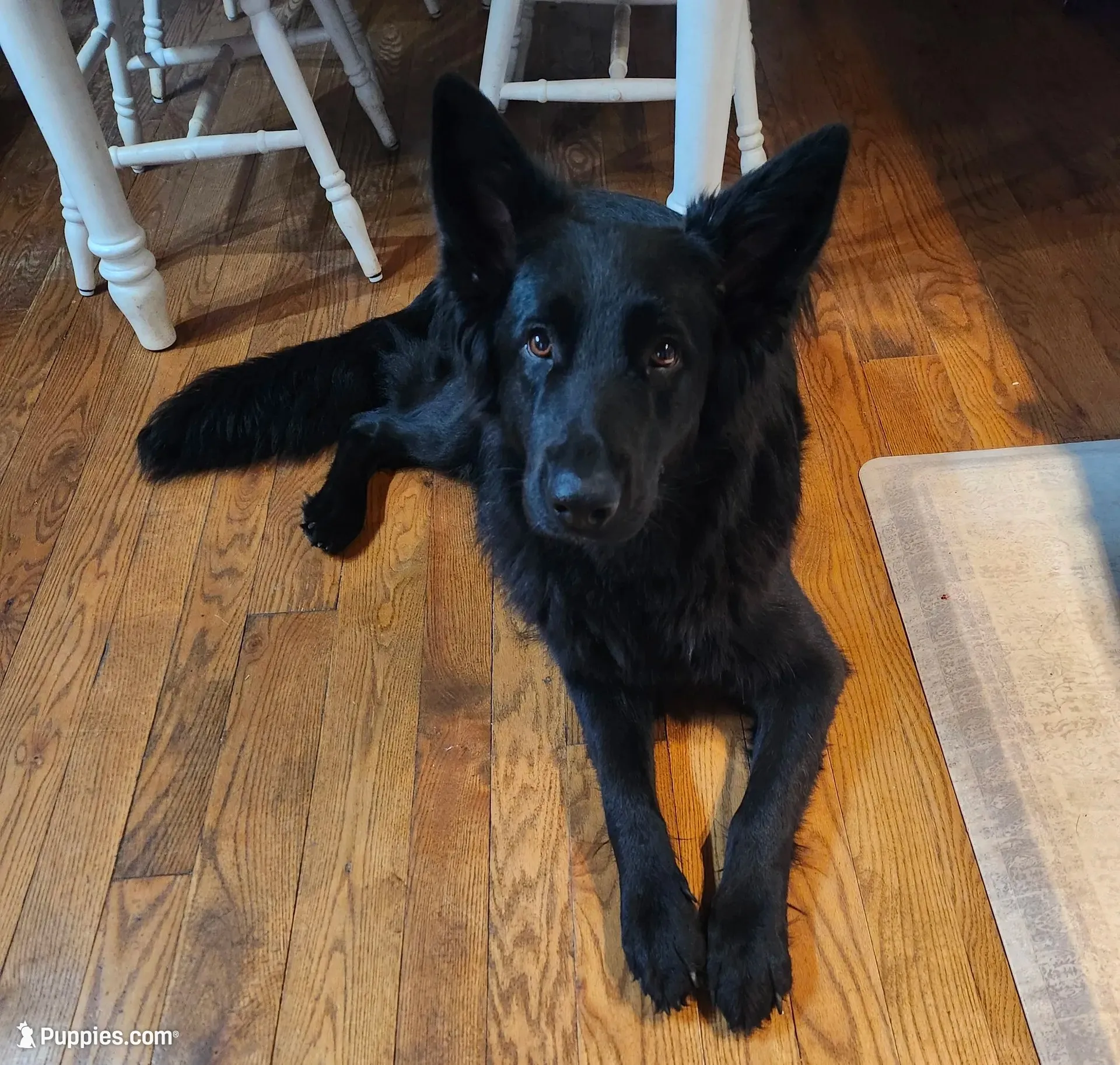 Maze (aka Mazikeen - Cheyenne), a female German Shepherd Dog for sale in Wallace, MI – 9 of 10