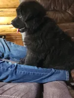 R.J. - Black Collar, a male German Shepherd Dog for sale in Wallace, MI – 7 of 10