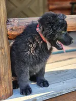 Ruger - Red Collar, a male German Shepherd Dog for sale in Wallace, MI – 10 of 10