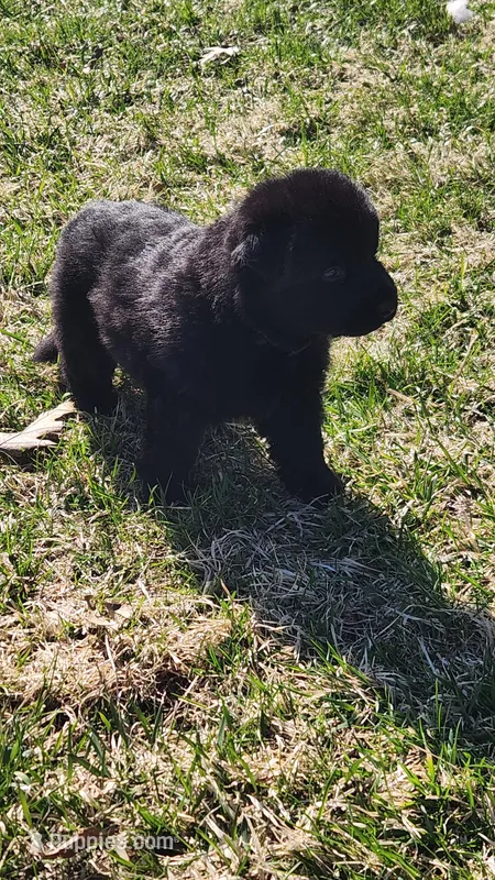 Black Collar – German Shepherd Dog puppy for sale in Wallace, MI