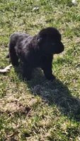 Black Collar, a male German Shepherd Dog for sale in Wallace, MI – Photo 1 of 4