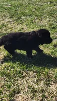 Black Collar, a male German Shepherd Dog for sale in Wallace, MI – Photo 4 of 4