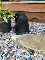 R.J. - Black Collar, a male German Shepherd Dog for sale in Wallace, MI – 10 of 10