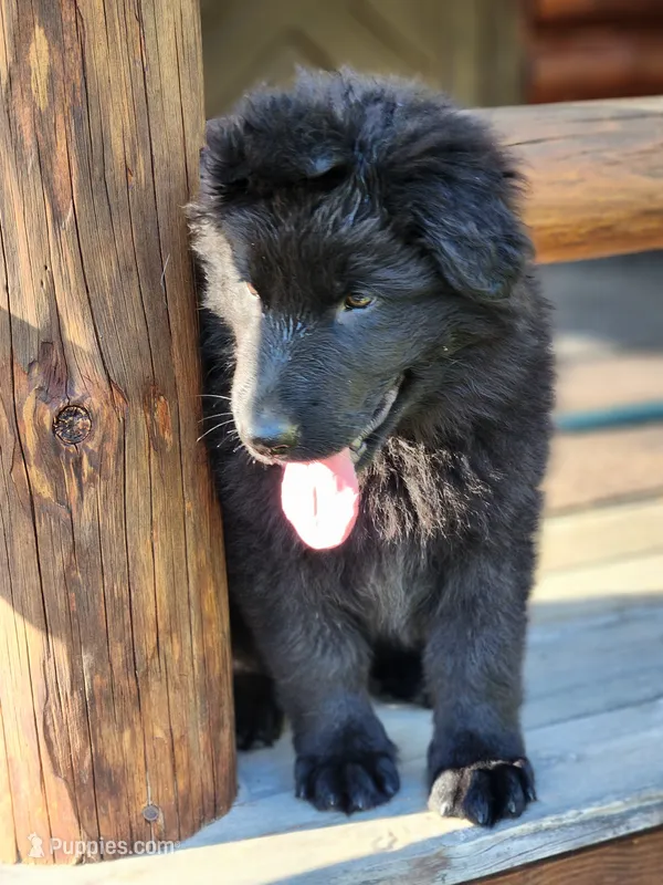 Ruger - Red Collar – German Shepherd Dog puppy for sale in Wallace, MI