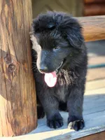 Ruger - Red Collar, a male German Shepherd Dog for sale in Wallace, MI – 1 of 10