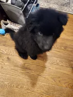 White/Purple Collar, a female German Shepherd Dog for sale in Wallace, MI – 7 of 9