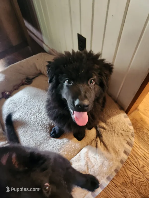 R.J. - Black Collar – German Shepherd Dog puppy for sale in Wallace, MI