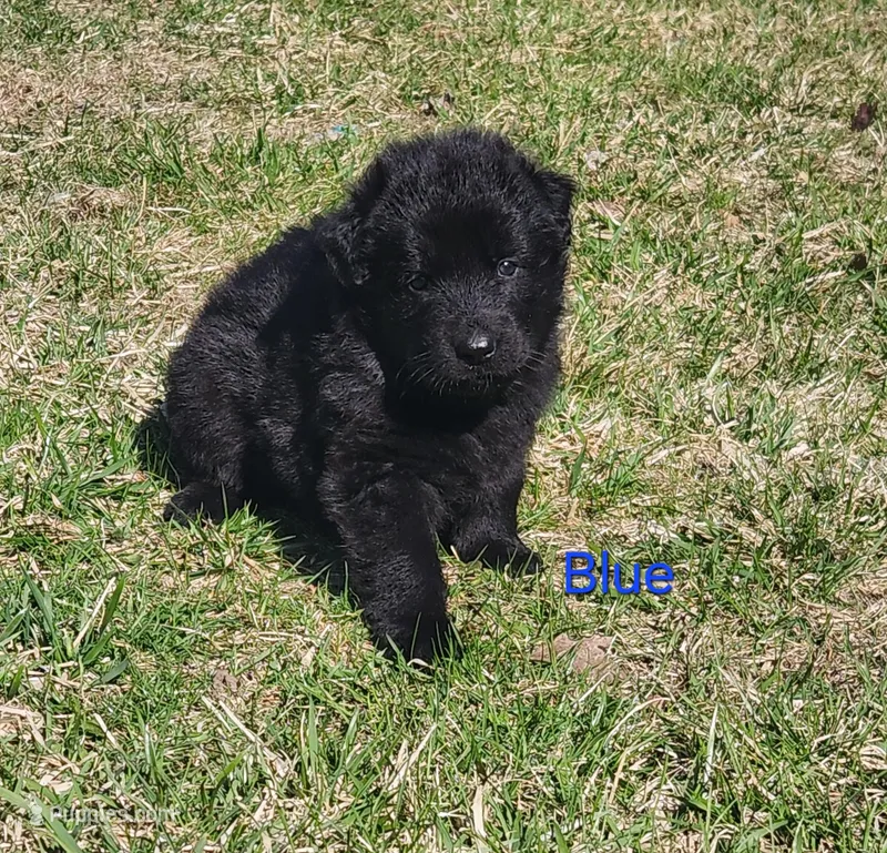 Blue Collar – German Shepherd Dog puppy for sale in Wallace, MI